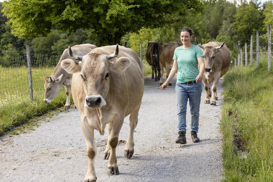 Una ragazza conduce le mucche al pascolo